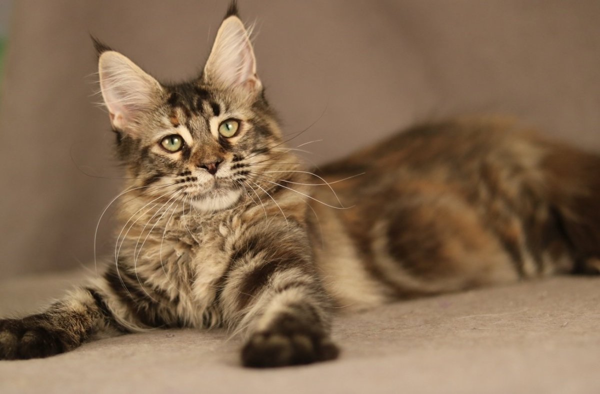 Помесь Мейн куна