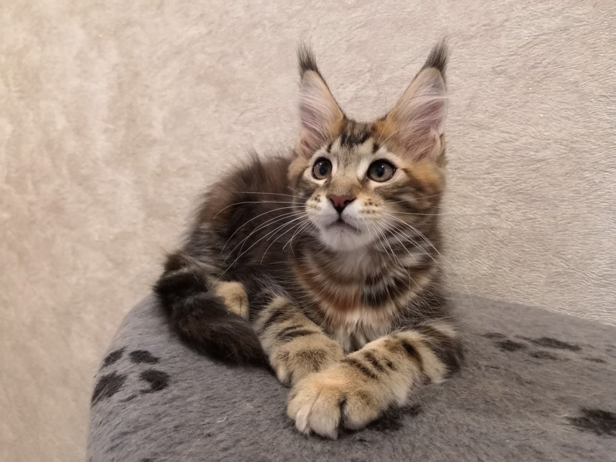 Котята Мейн кун фото