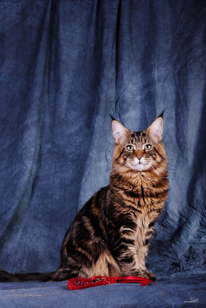 Курильский Мейн кун