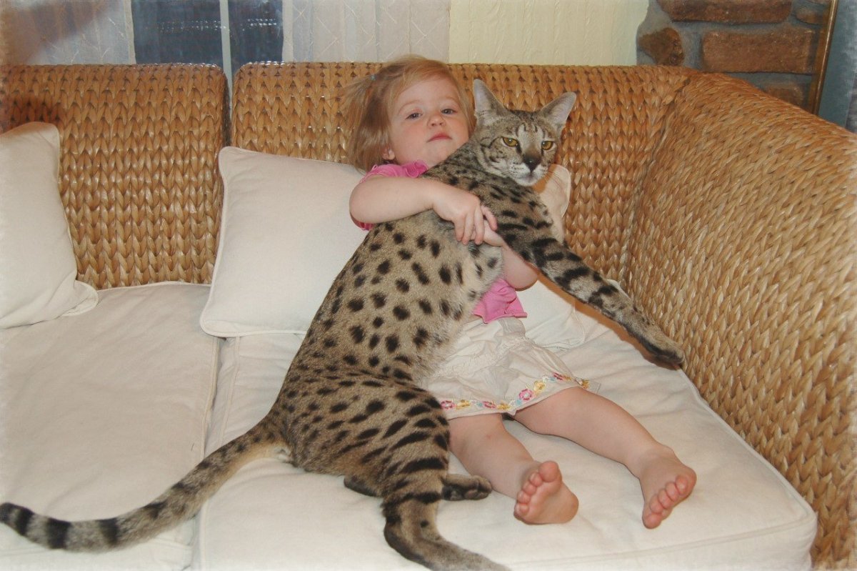 Саванна Ашера бенгал кошка