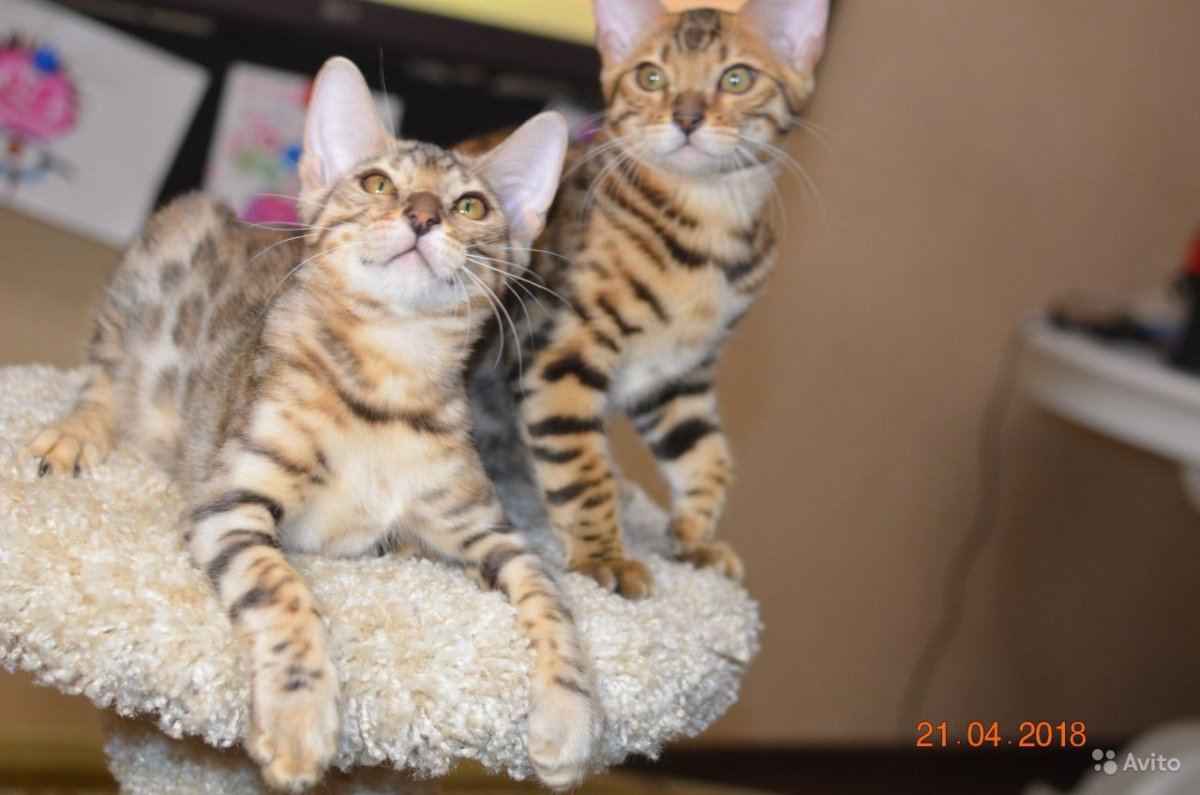 Помесь Мейн куна