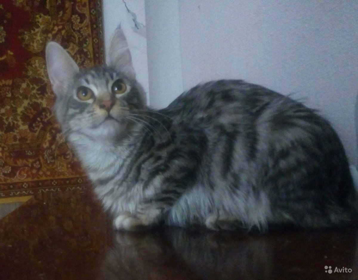 Бенгал с мейкуном помесь