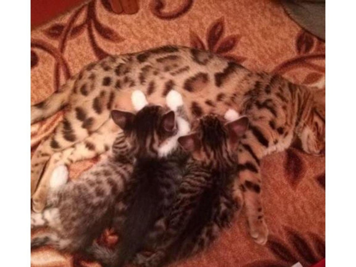 Бенгальские метисы котята бенгальской