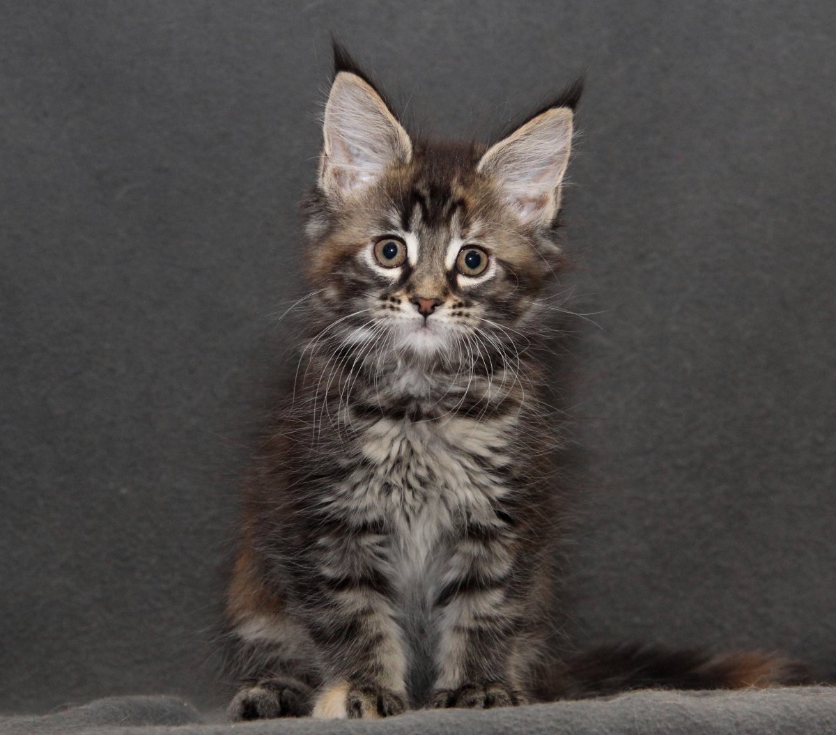 Мейн кун не чистокровный