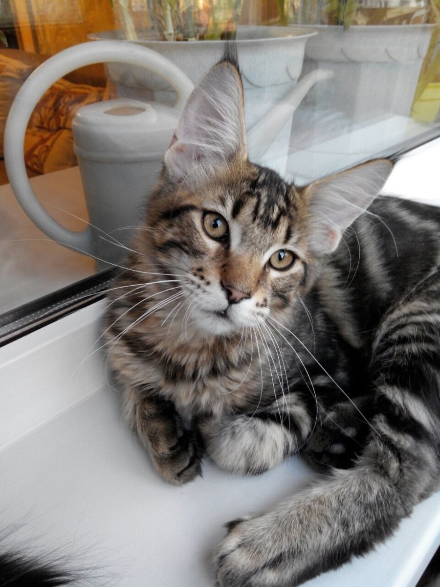 Смесь бенгала и Мейн куна