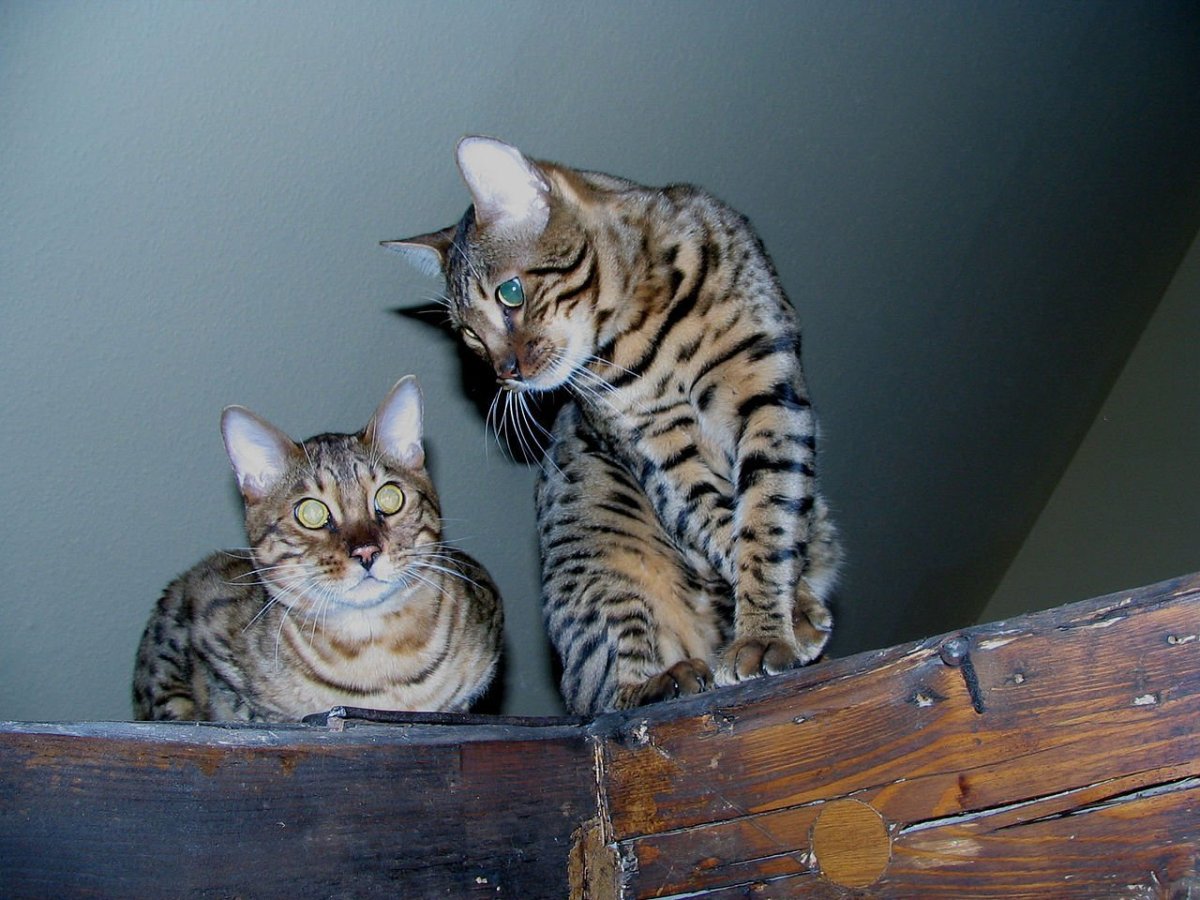 Бенгальский кот метис полосатый
