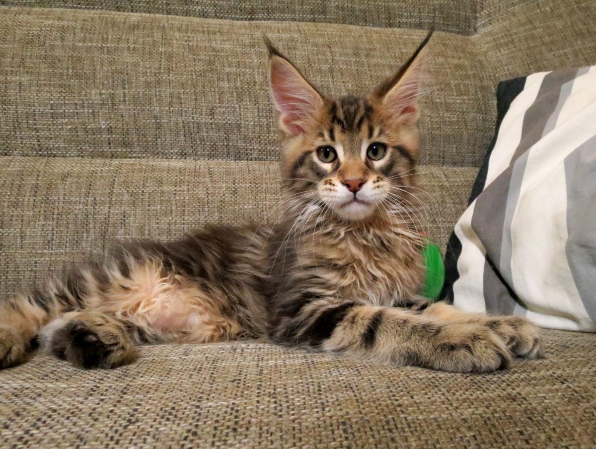 Мейн кун полидакт