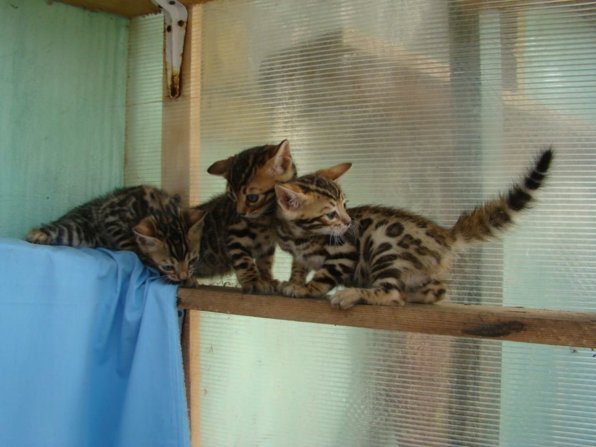 Бенгальская кошка на даче