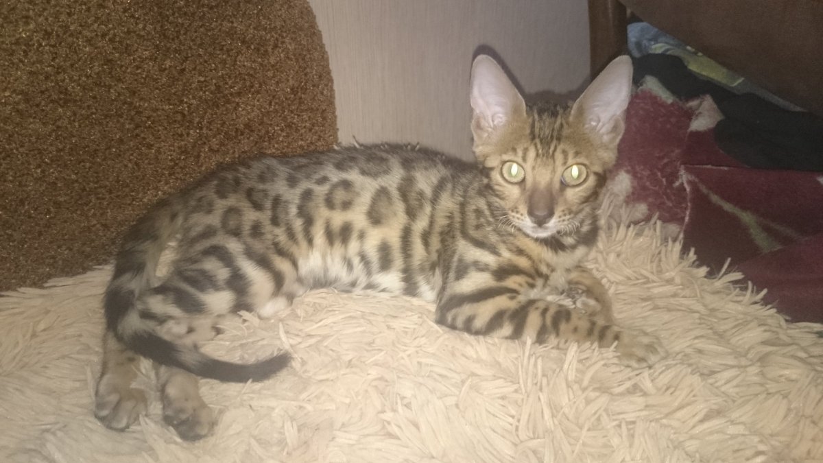 Мейн кун и сфинкс помесь