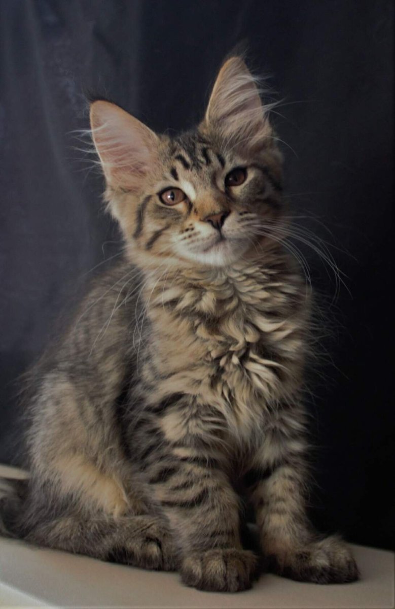 Помесь Мейн куна