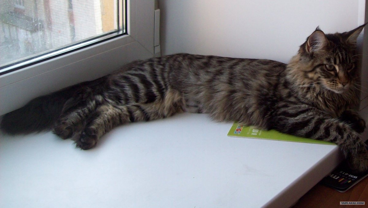 Метис Мейн куна и бенгала