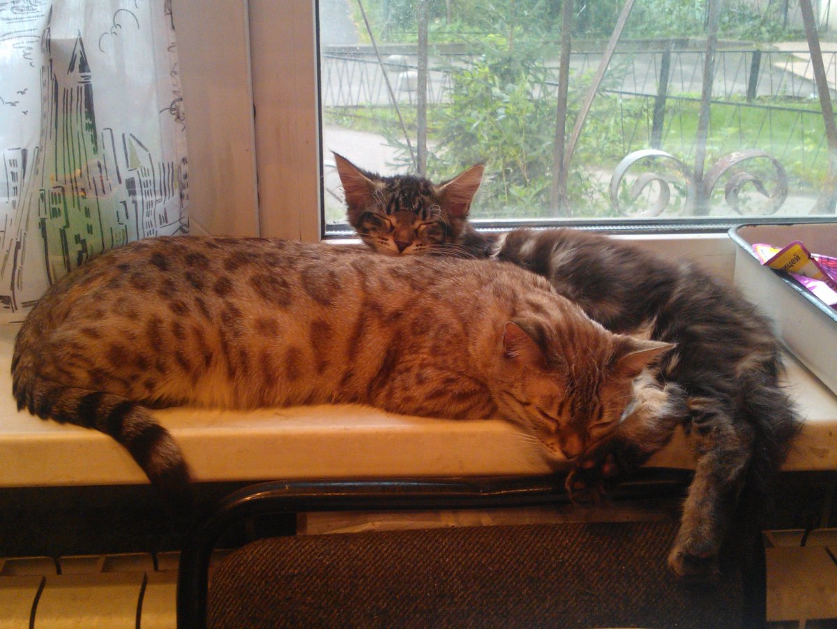 Метис Мейн куна и бенгала