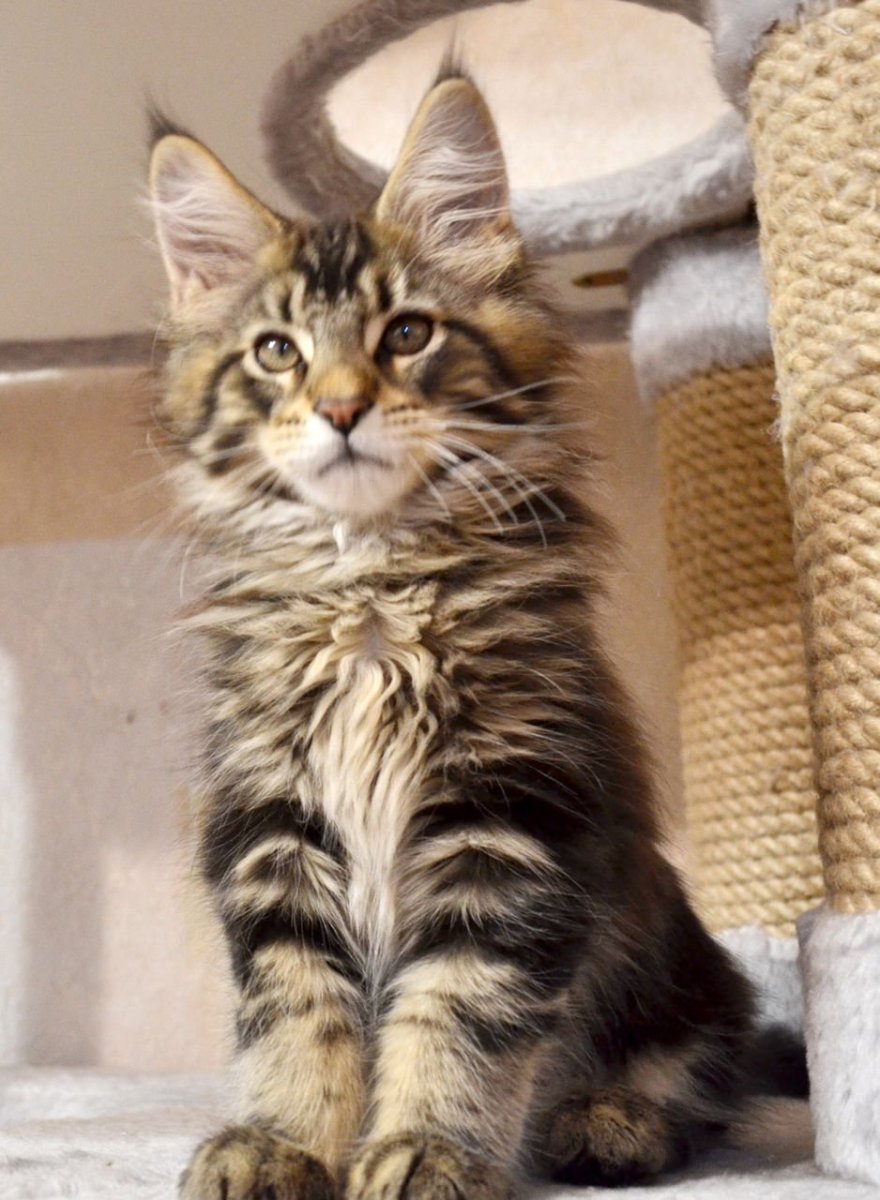 Мраморный кот Мейн кун