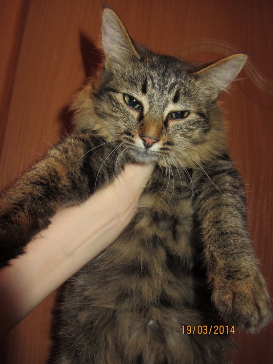 Метис Мейн куна и бенгала