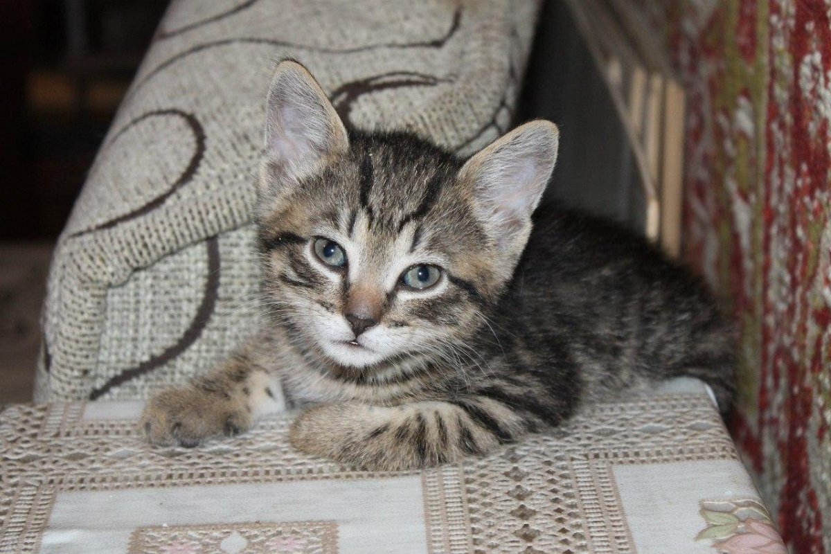 Бенгальская кошка на травке