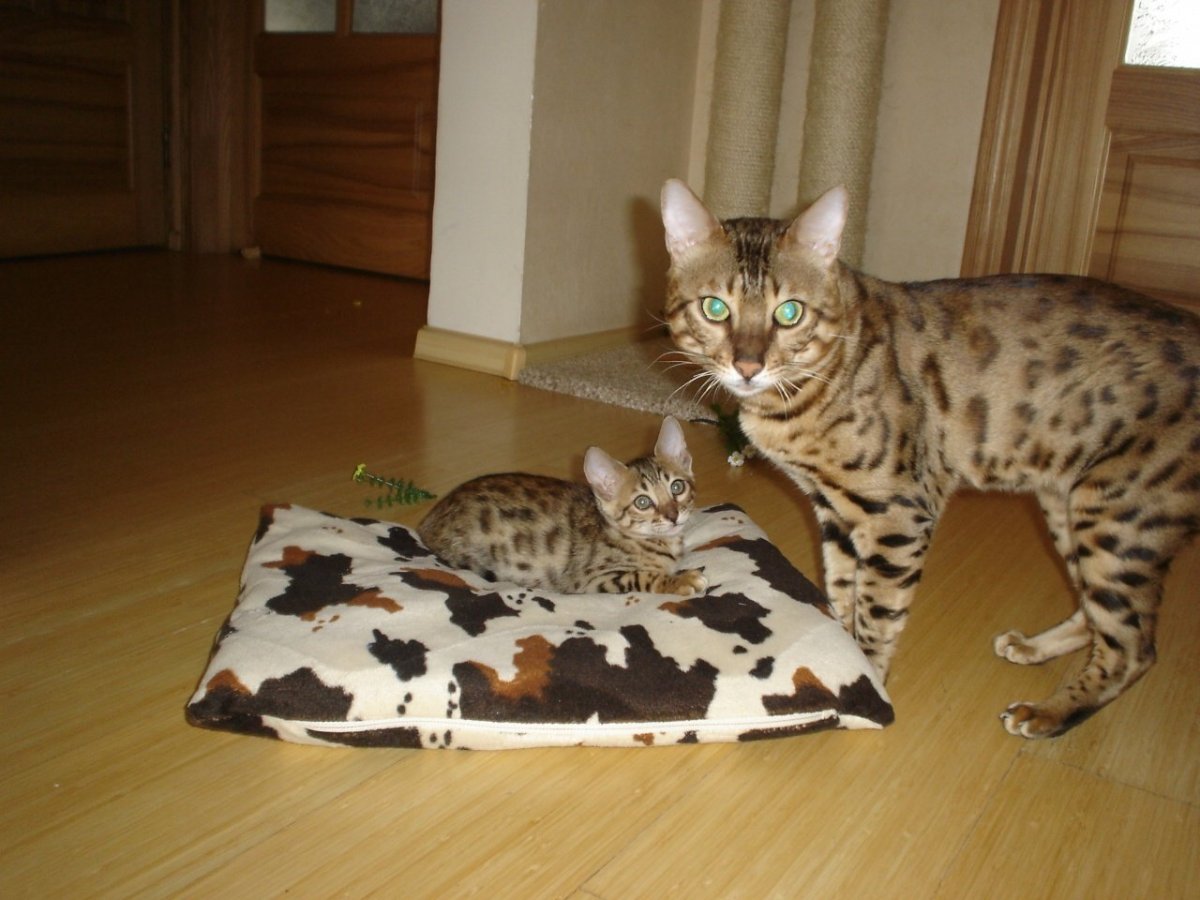 Бенгальские котята помесь