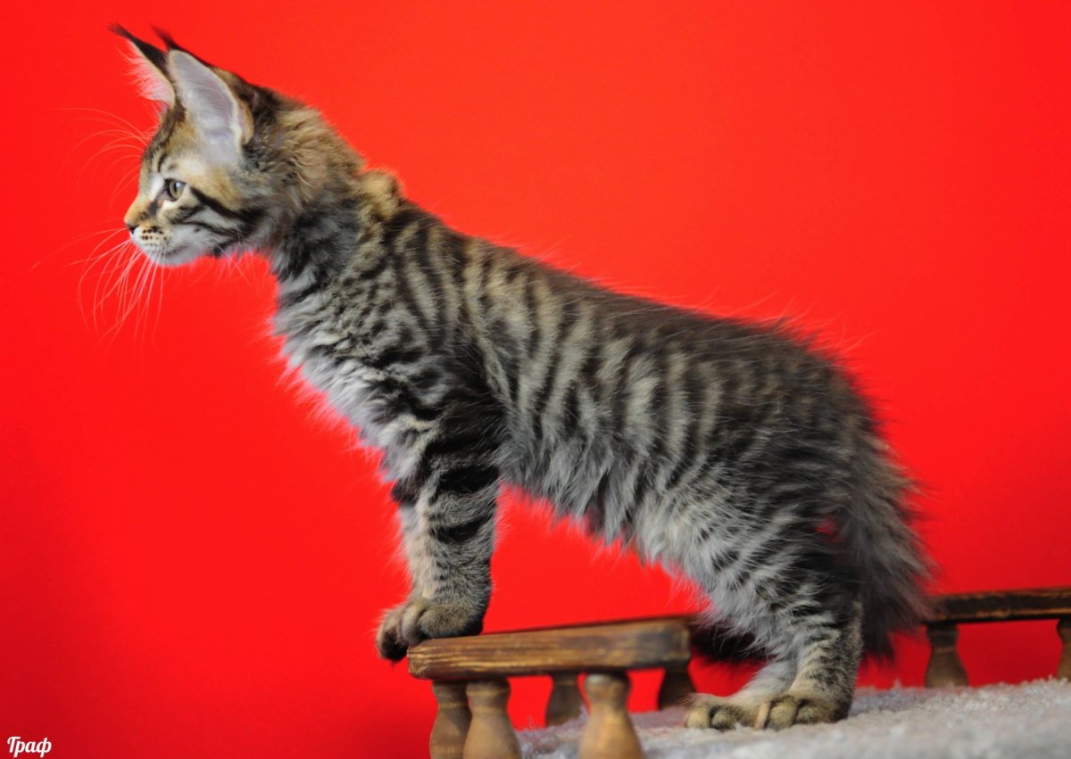 Трехцветные Мейн куны