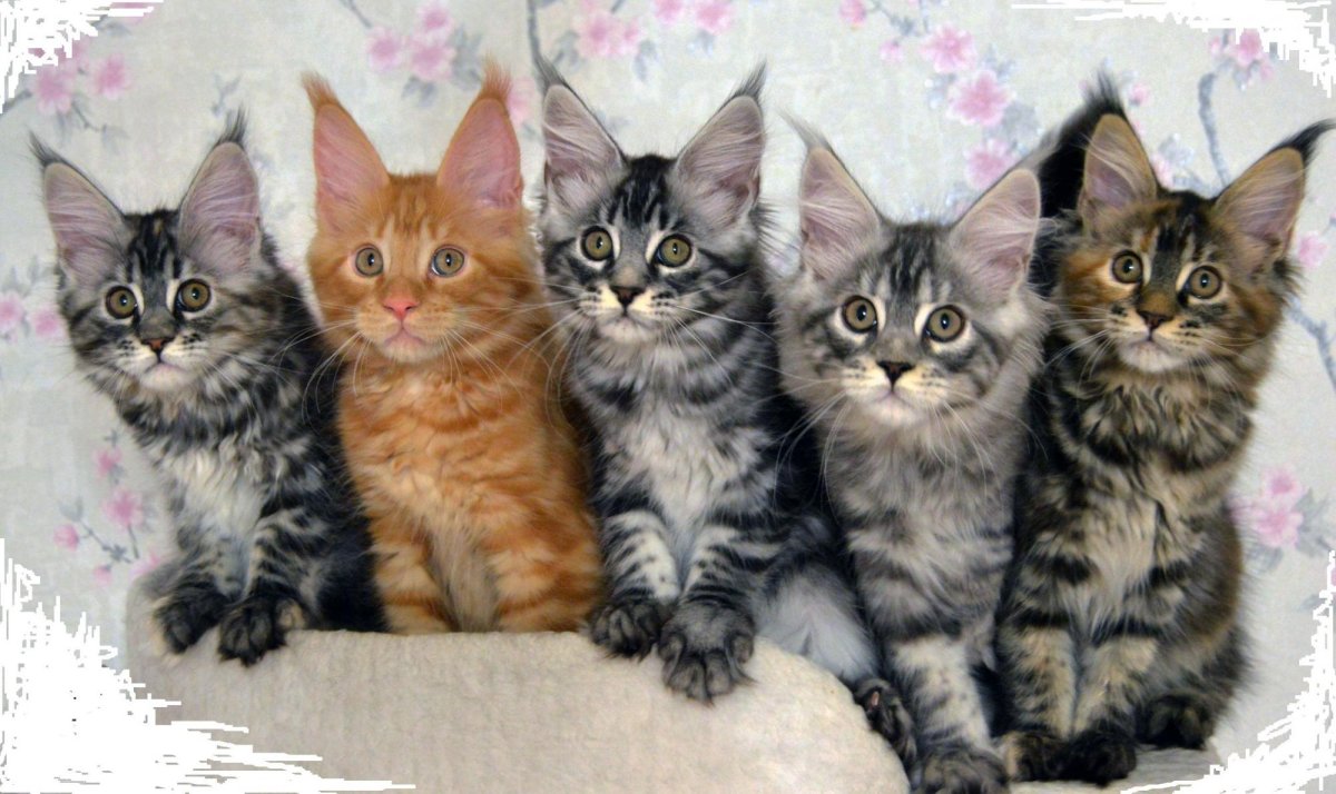 Помесь Мейн куна