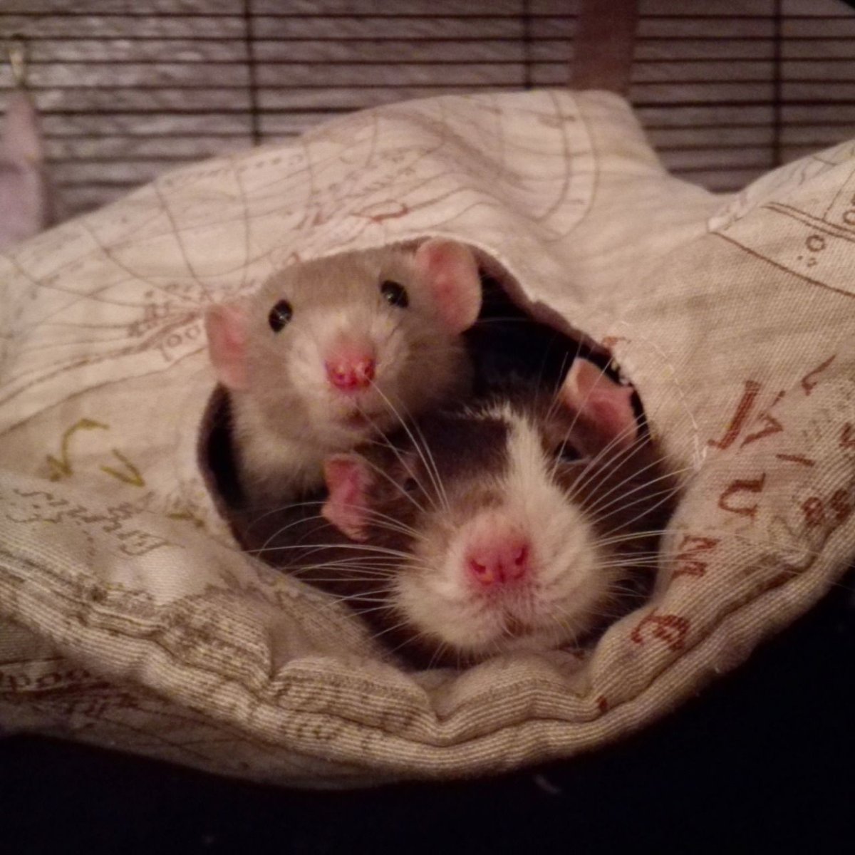 Декоративная крыса и собака