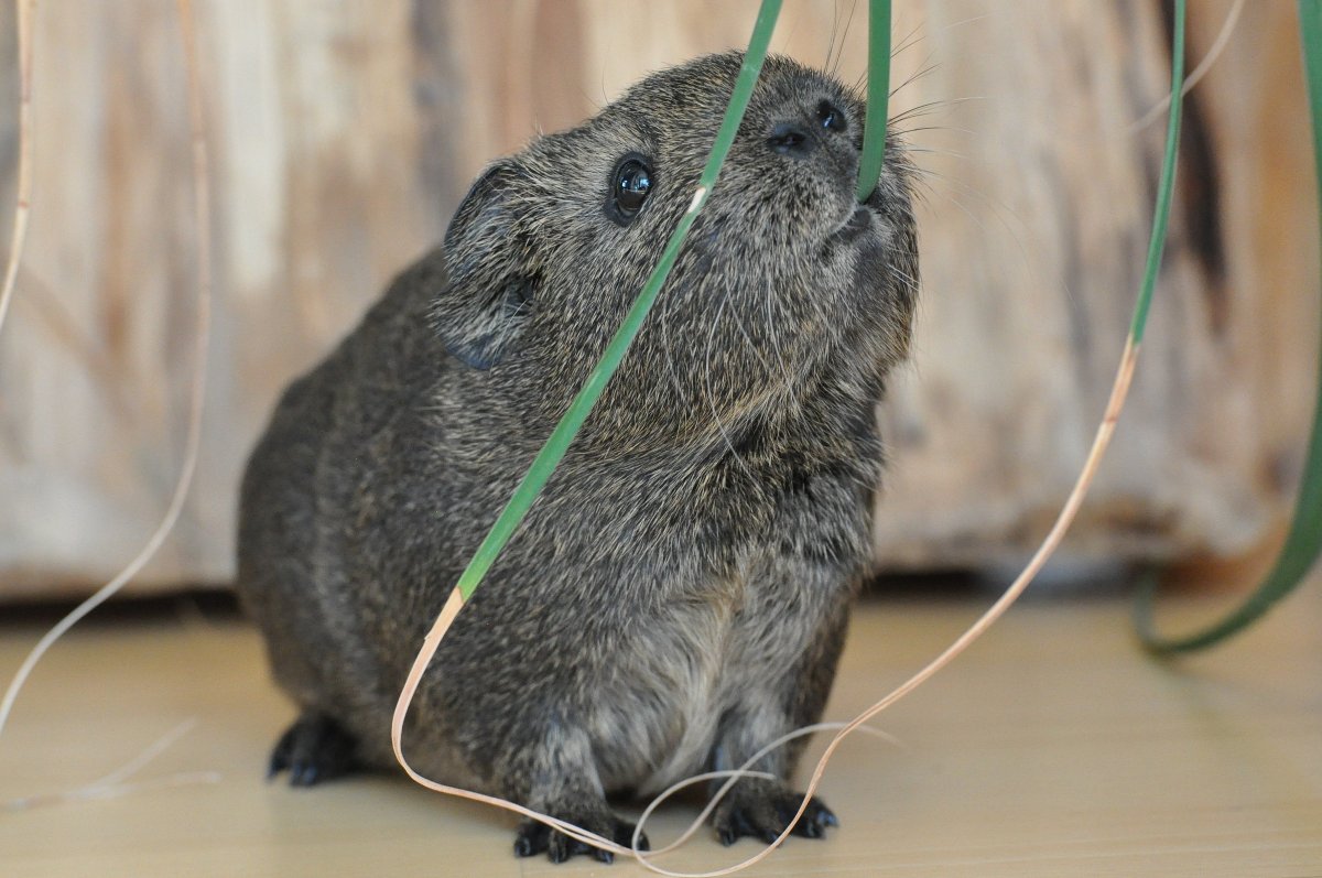 Нагер грызун