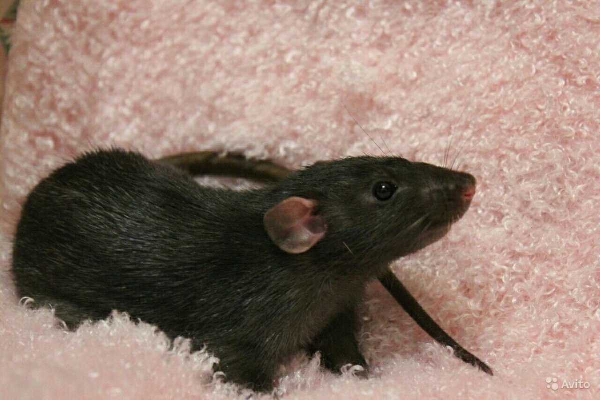 Черные крысята Дамбо