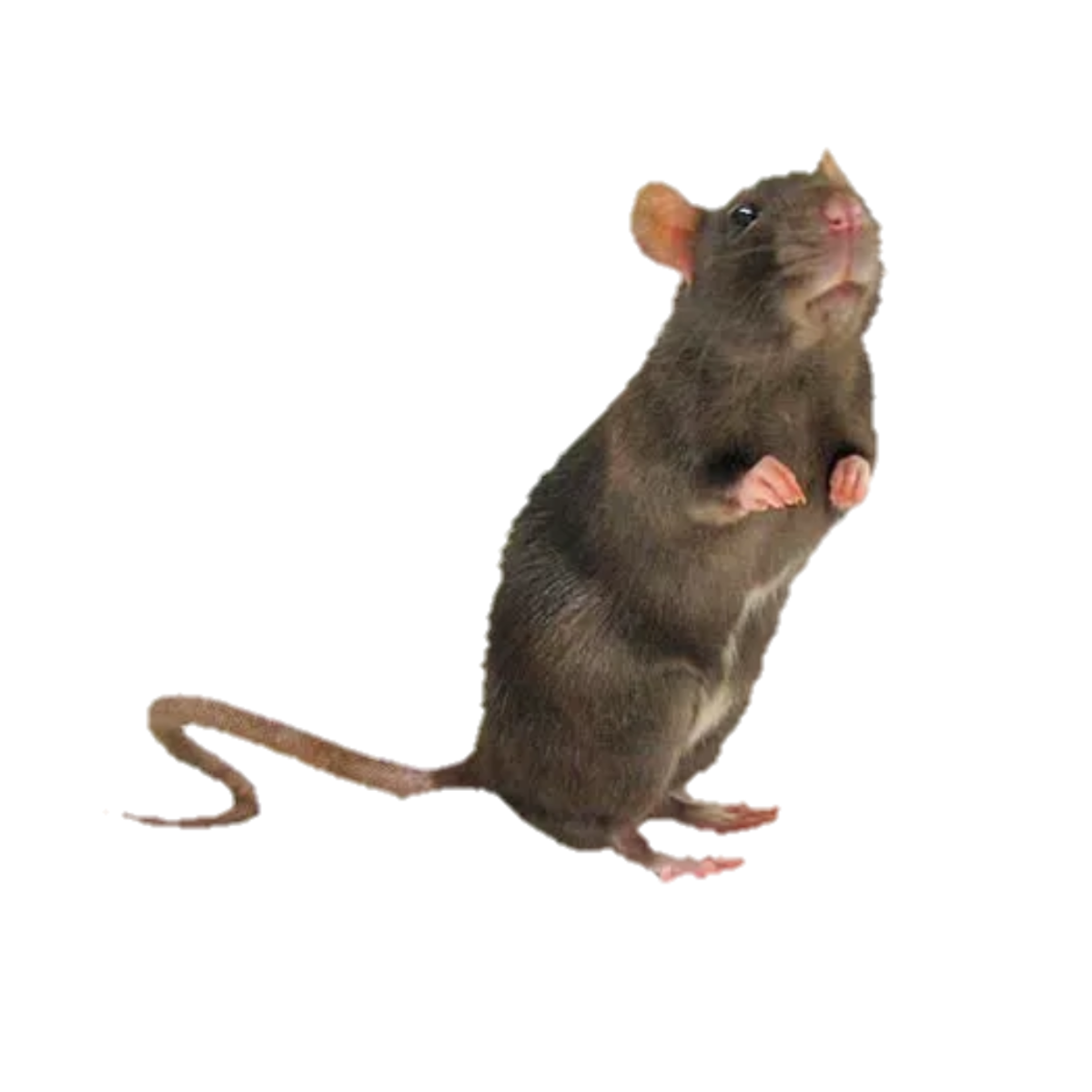 Крысы Эстетика