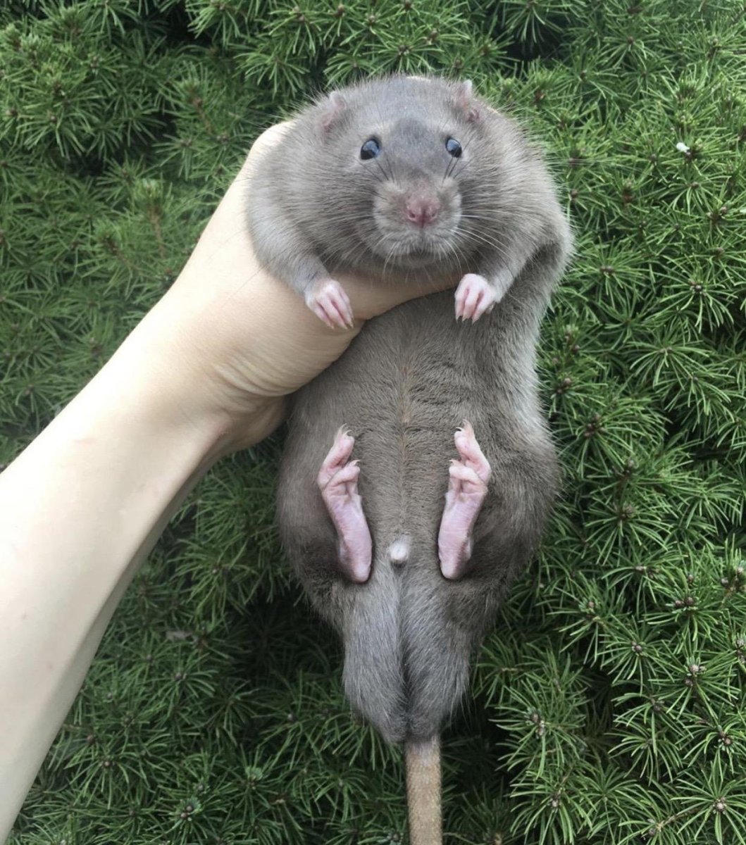 Крысята Дамбо голубая норка