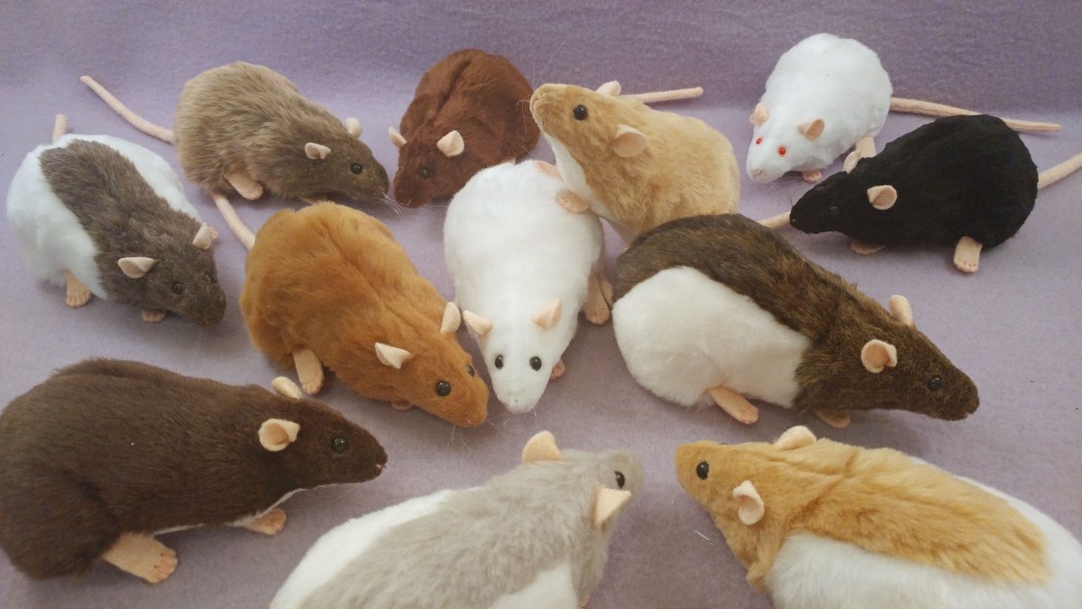 Крысы хвост сердечком