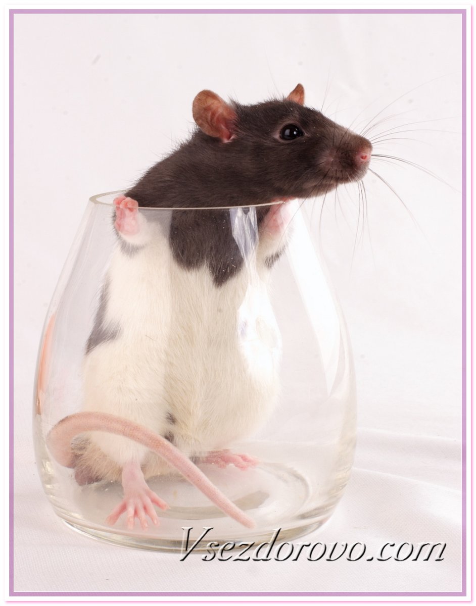 Миниатюрная крыса