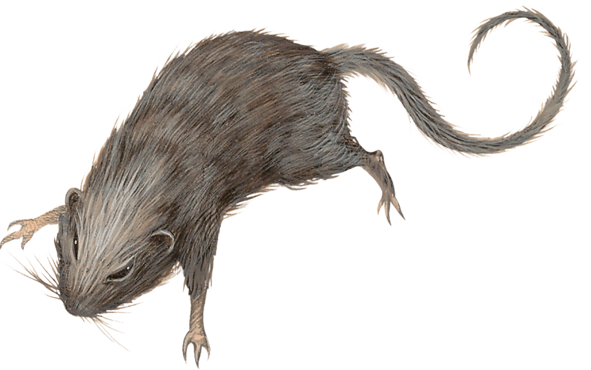 Смешной хомяк Мем