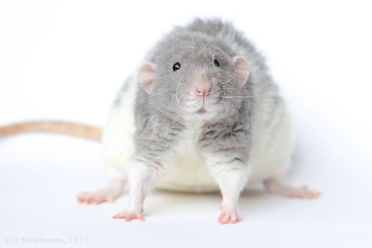 Крыса Дамбо рекс