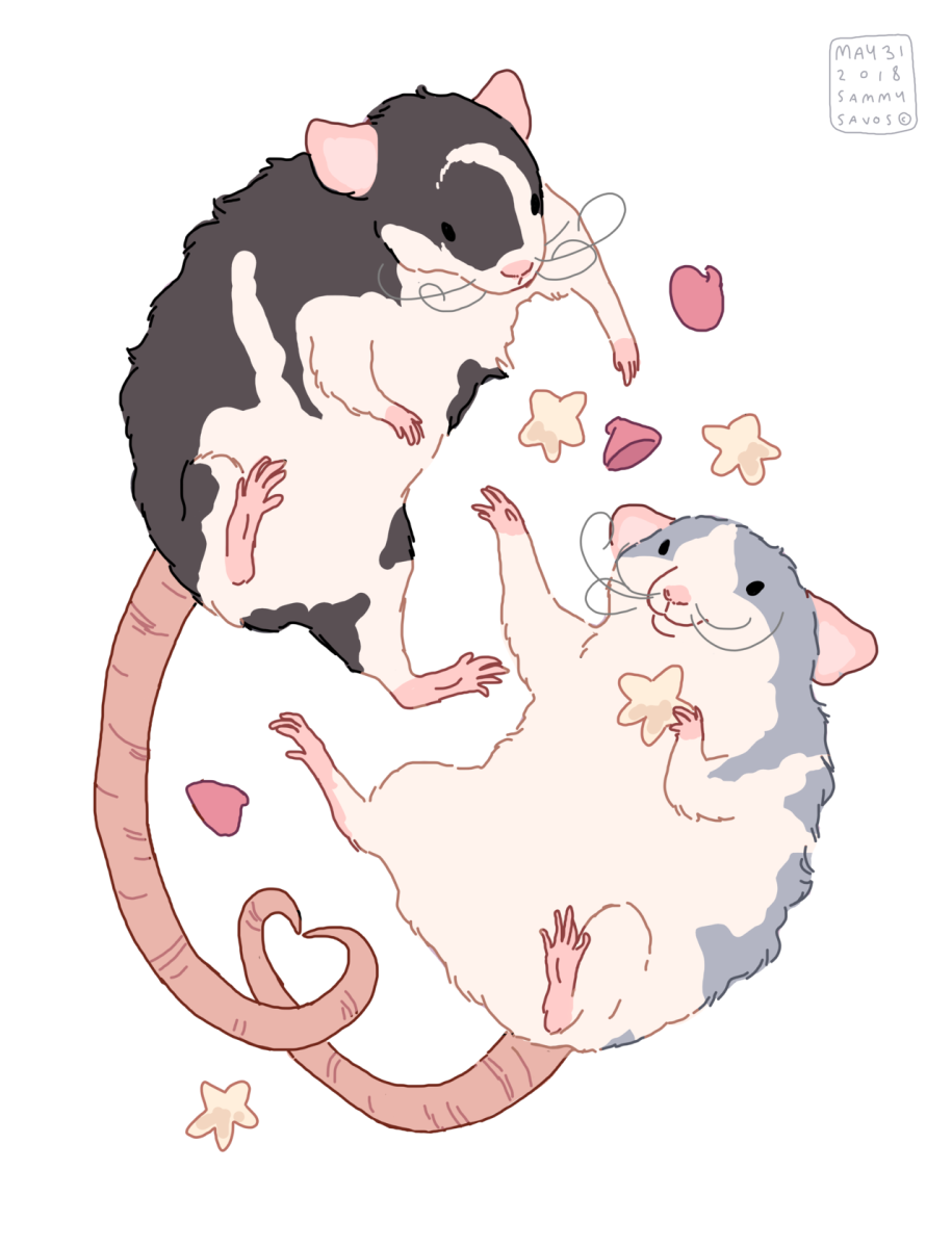 Черный крысенок