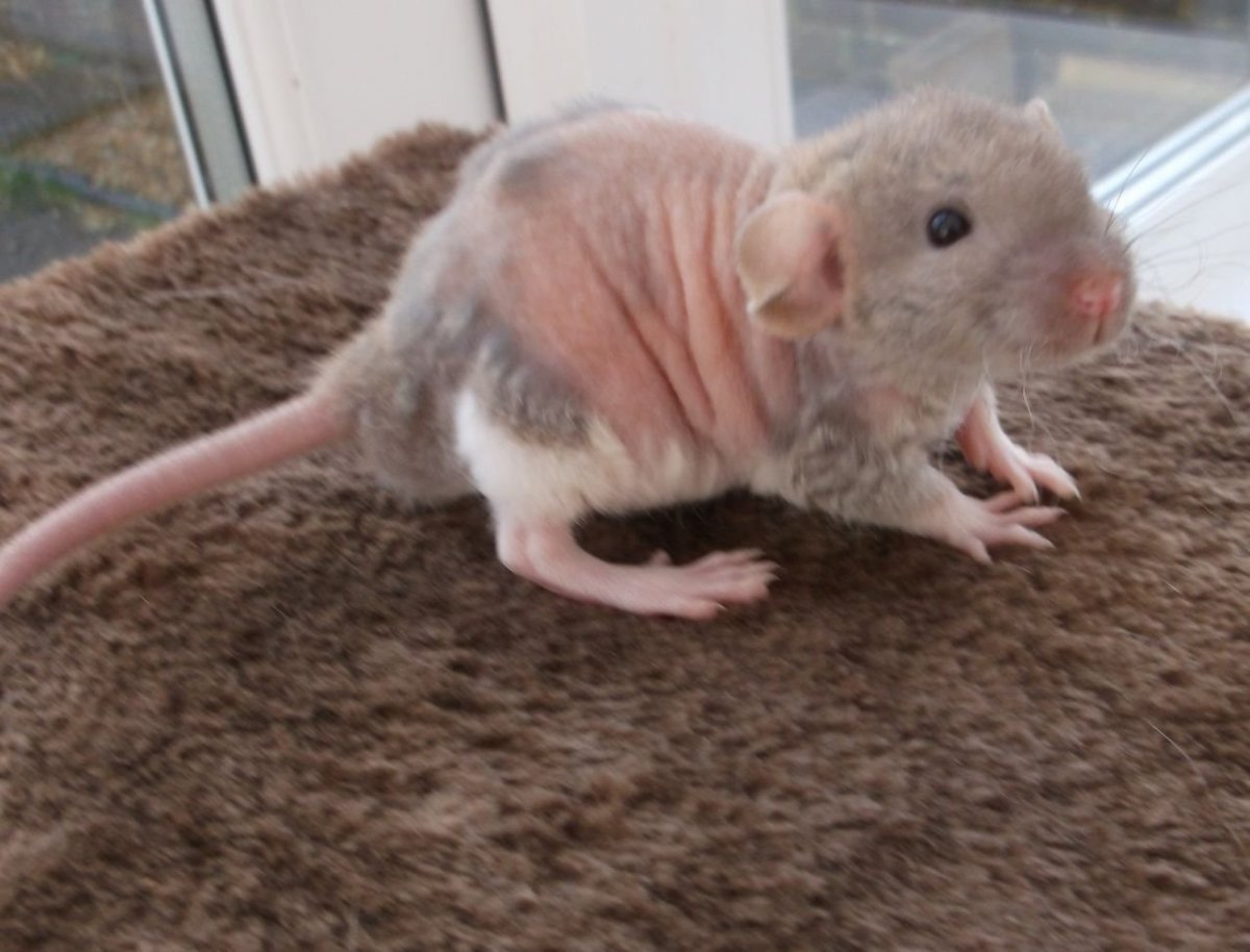 Крыса Дамбо рекс