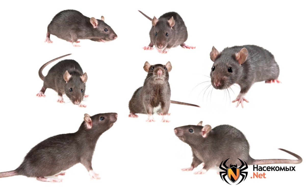 Крыски декоративные