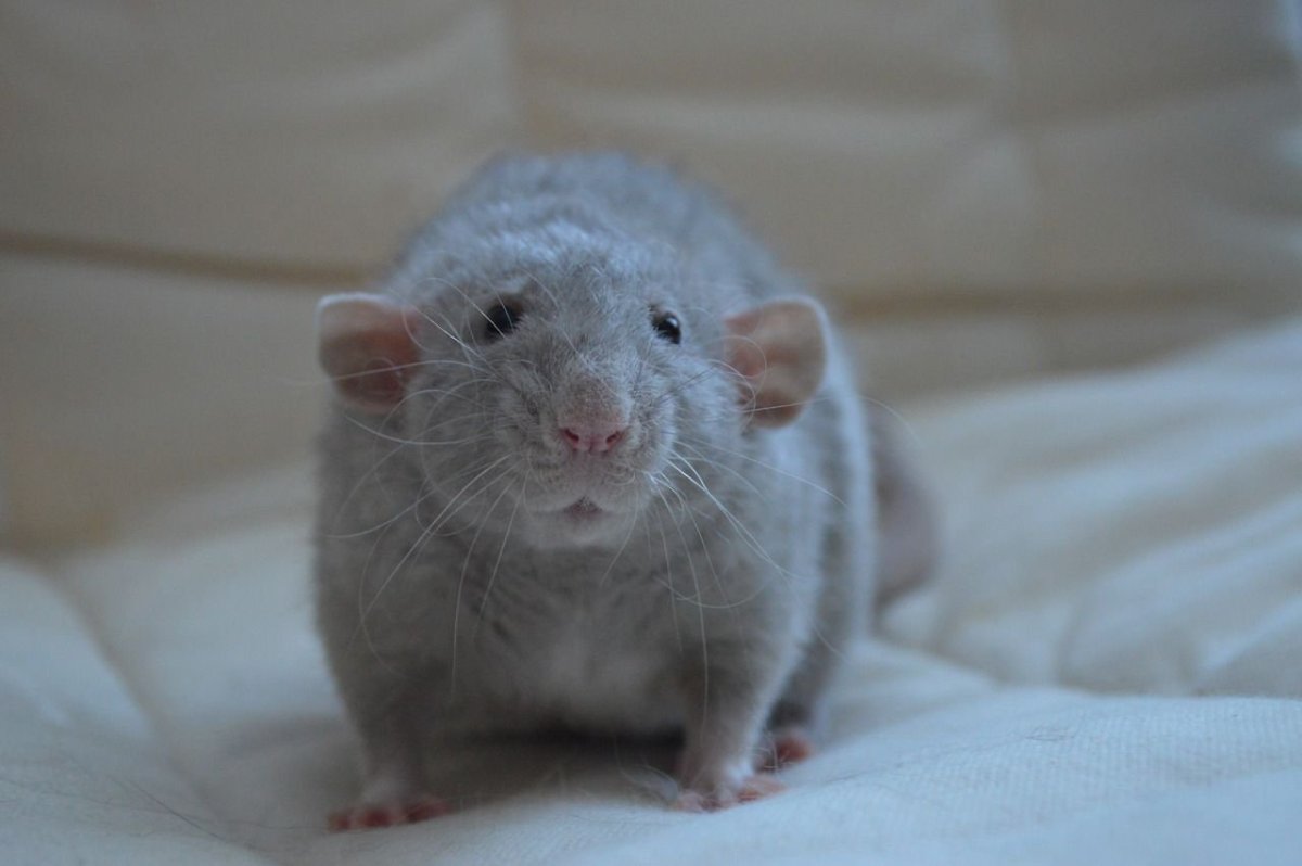 Крыса Дамбо рекс голубая