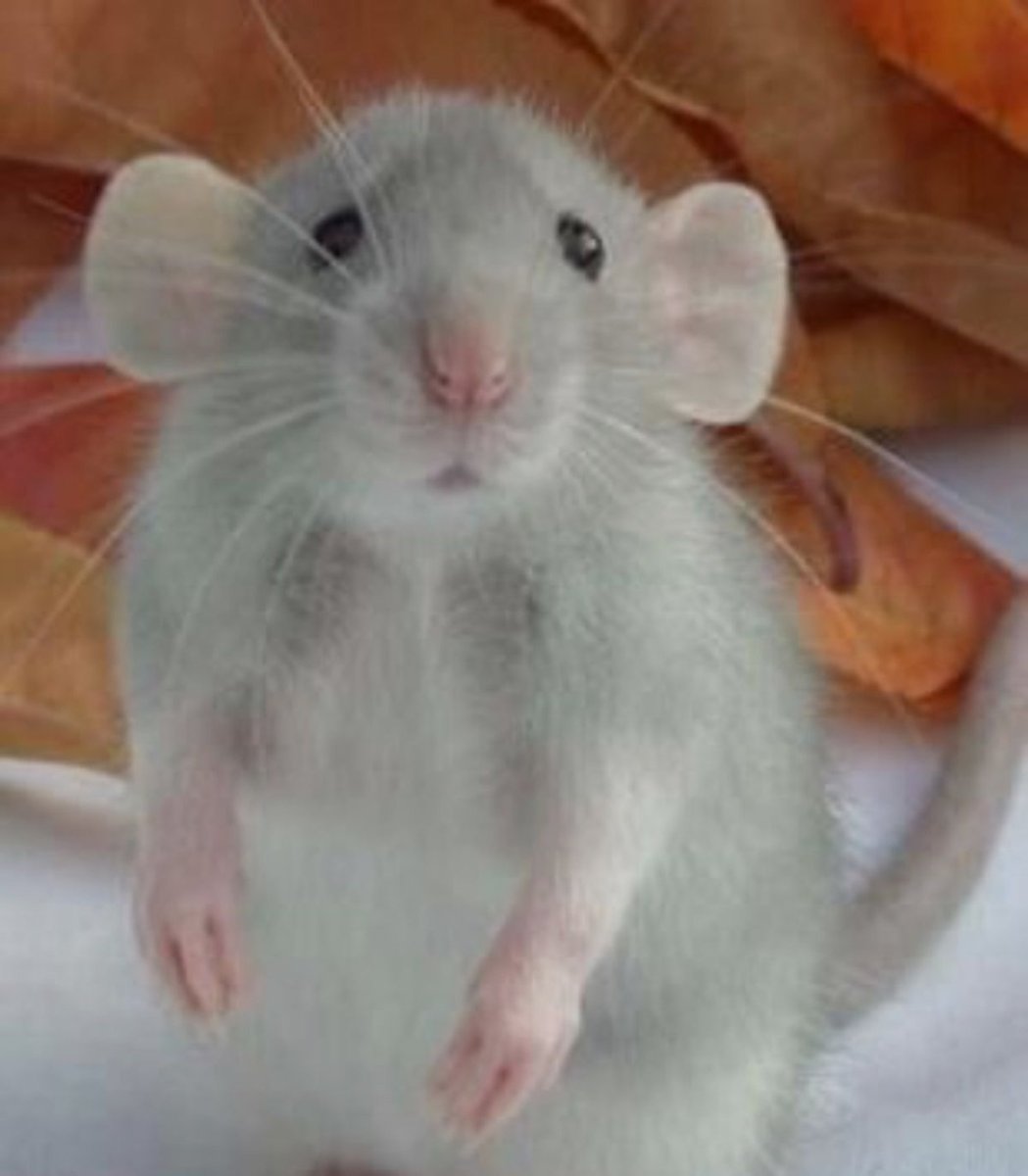 Хорьки арты