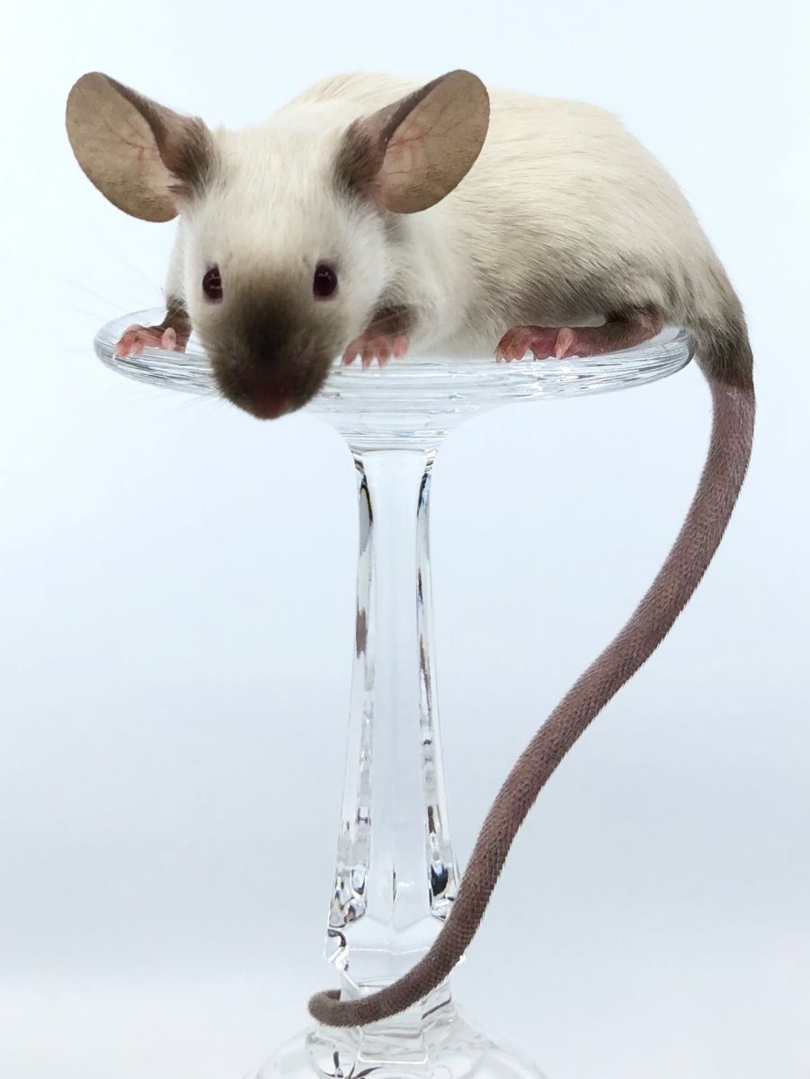 Декоративная крыса Дамбо