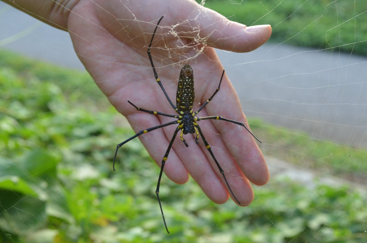 Паутина в лесу