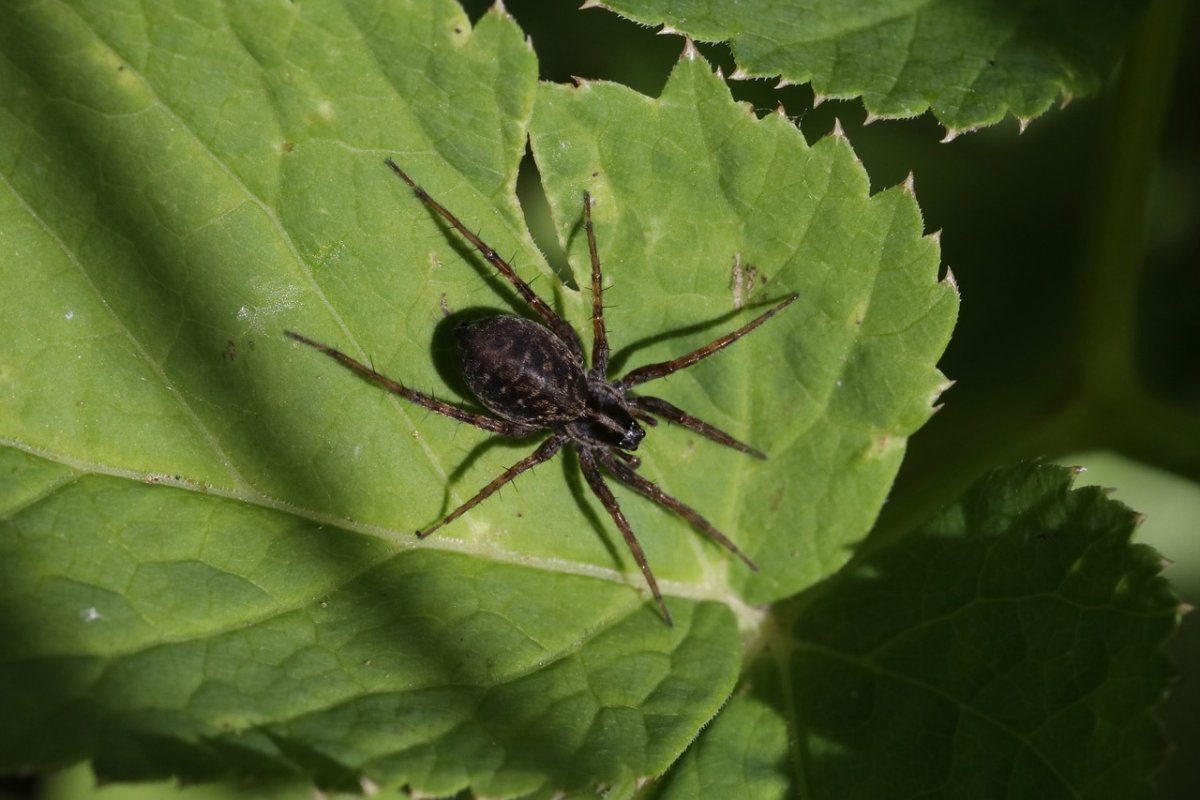Паук скакун в прыжке