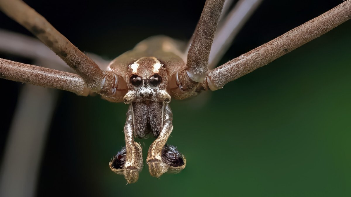 Многоножка сенокосец