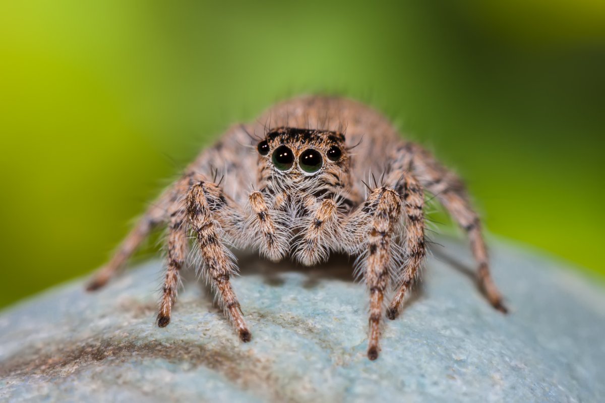 Araneus cavaticus