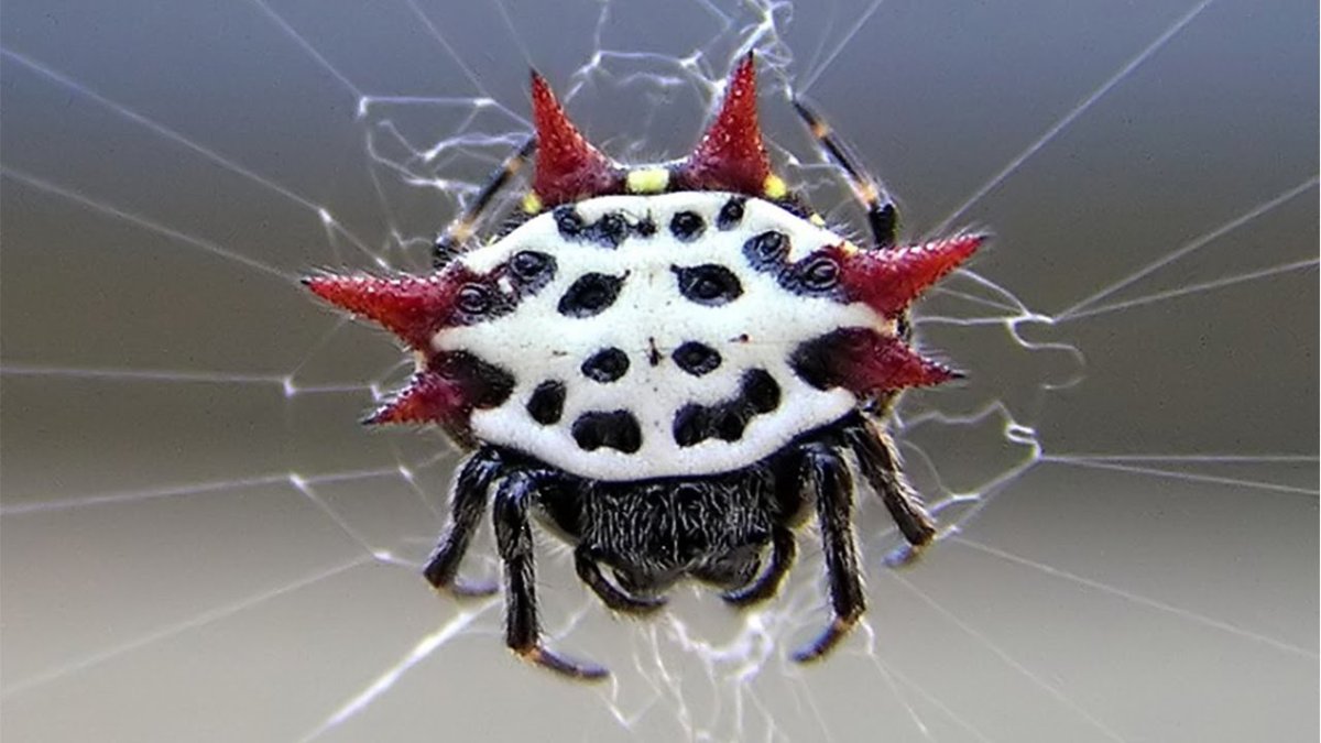 Theridion grallator