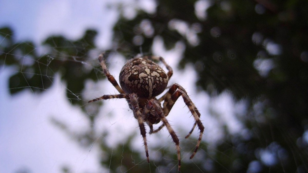 Цветные пауки