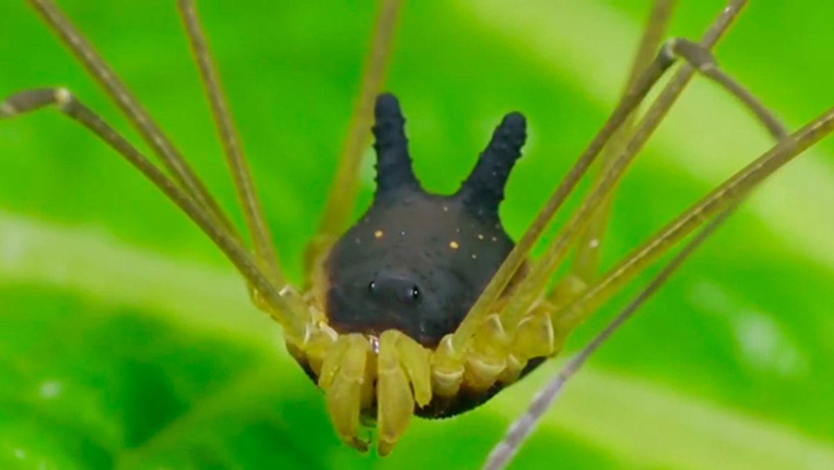 Арахнида паук зеленый