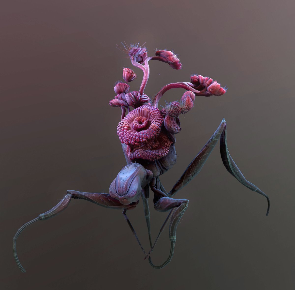 Araneus diadematus - крестовик