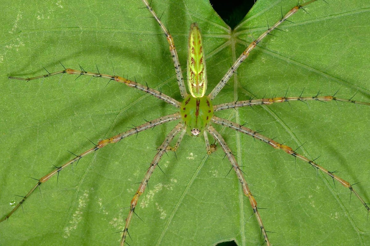 Птицеед Голиаф