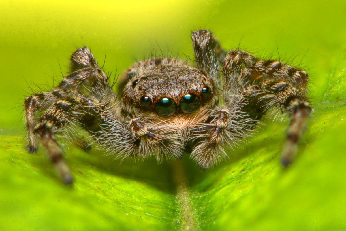 Жук малинник