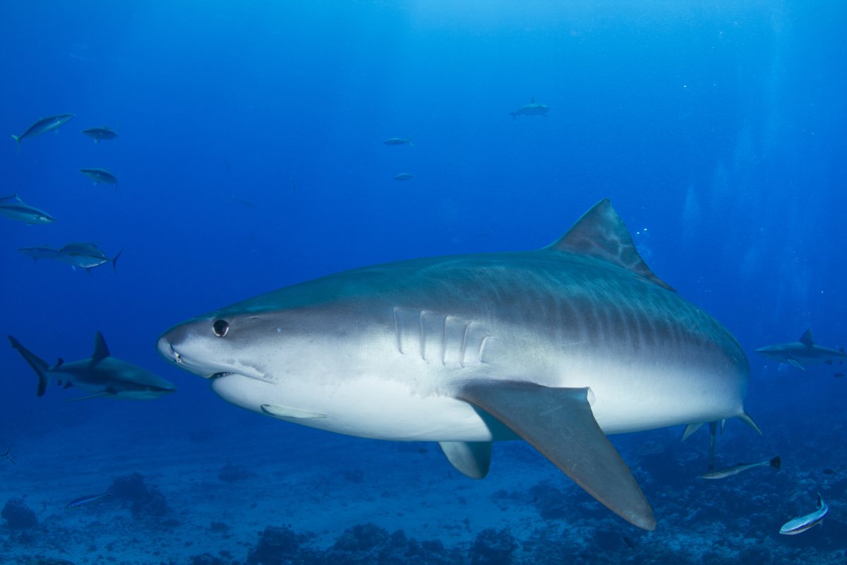 Shark Attack тигровая акула