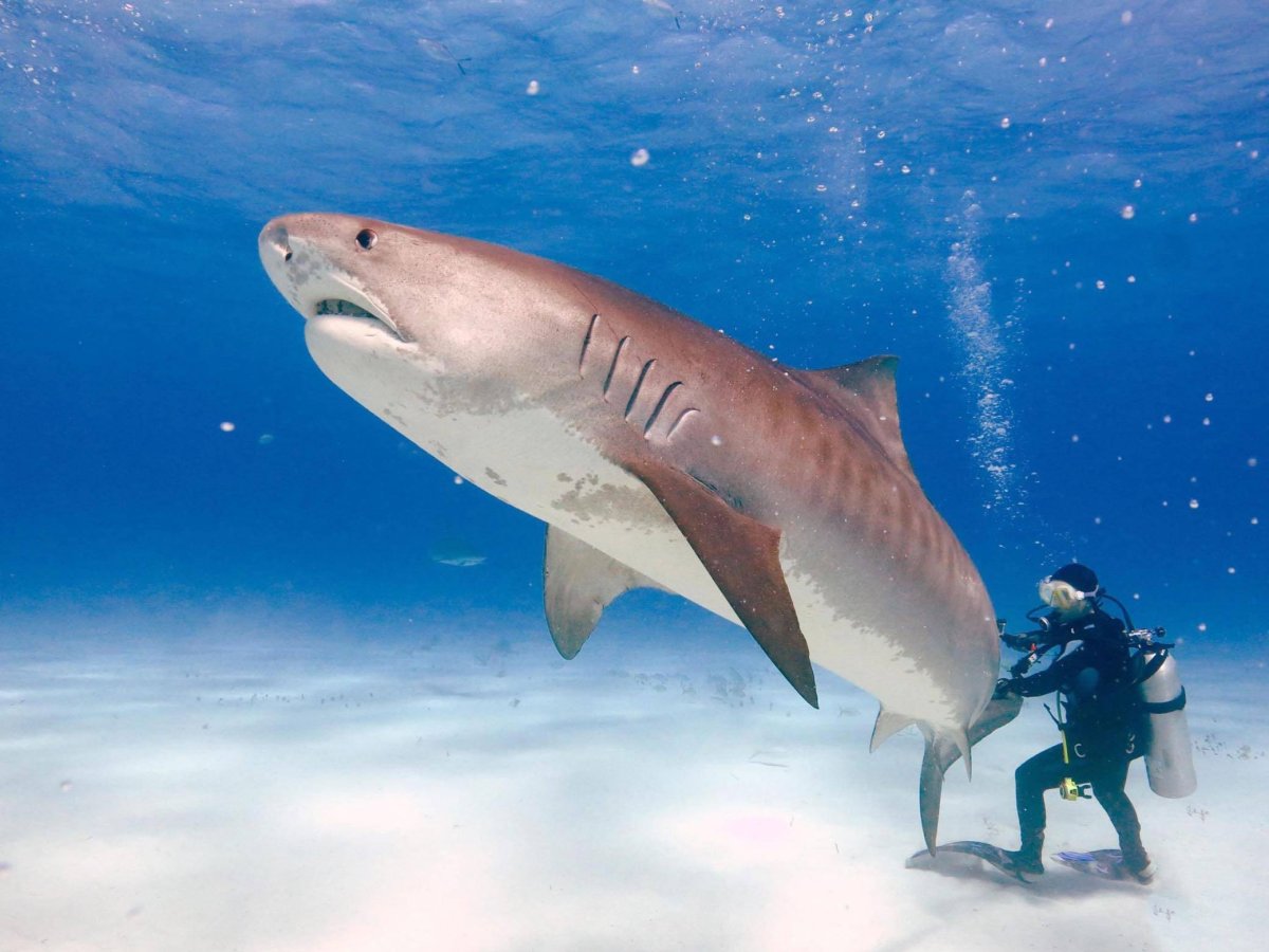 Акулы в Египте Шарм-Эль-Шейх