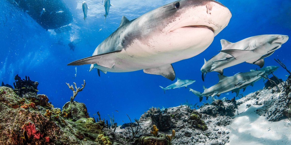 Калифорнийская тройнозубая акула